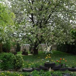 Erzsébet Ház Sármellék - Medence/kert