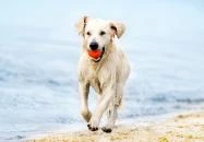 Sarud - Ebpart, a kutyastrand