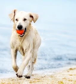 Ebpart, a kutyastrand