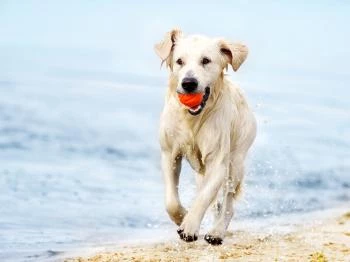 Ebpart, a kutyastrand Sarud