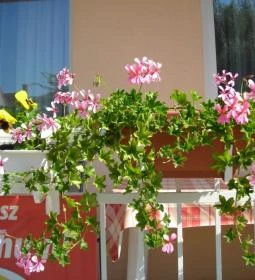 Atmoszféra Apartman