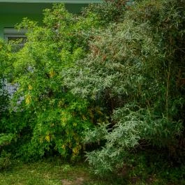 Erika Apartman Sárvár - Medence/kert