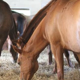 Vadkert Major Sárvár - 