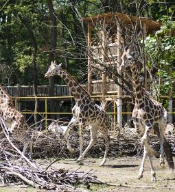 Sóstó Zoo - Nyíregyházi Állatpark