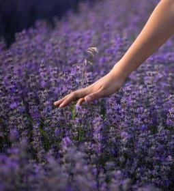 7. legjobb látnivaló: Máriagyűdi Levendulás Ház