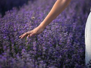 Máriagyűdi Levendulás Ház Siklós