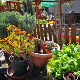 Szabó Vendégház Siklós - Medence/kert