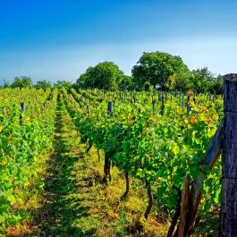 Fried Kastély Hotel Simontornya - Vendéglátás