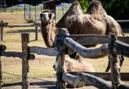 Siófok - Bella Állatpark