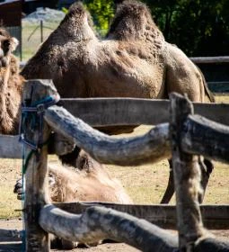 25. legjobb látnivaló: Bella Állatpark