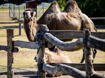 Bella Állatpark Siófok