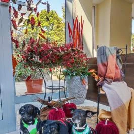 CE Plaza Hotel Siófok - Egyéb