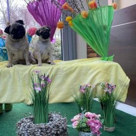 CE Plaza Hotel Siófok - Egyéb