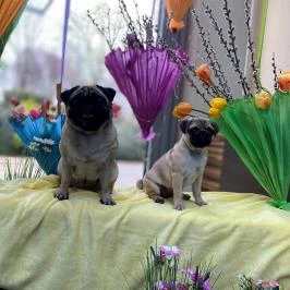 CE Plaza Hotel Siófok - Egyéb