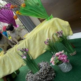 CE Plaza Hotel Siófok - Egyéb