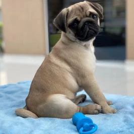 CE Plaza Hotel Siófok - Egyéb