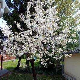 Eötvös Nyaraló Siófok - Egyéb