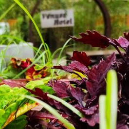 Hotel Vénusz Siófok - Környék