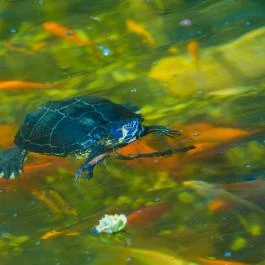 SunGarden Wellness Hotel Siófok - Egyéb