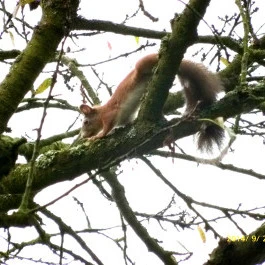 Borókás Vendégház Sirok - Egyéb
