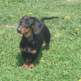 Sokoró Fogadó Sokorópátka - Külső kép