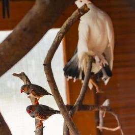 Sokoró Fogadó Sokorópátka - Egyéb