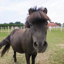 Sokoró Fogadó Sokorópátka - Egyéb