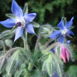 Vadászkürt Étterem Sopron - Egyéb