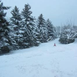 Fenyves Vendégház Sopron - Egyéb