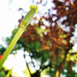 Szabolcs Vezér Panzió Szabolcs - Egyéb