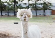 Szaknyér - Őrségi Patakparti Alpaka Farm