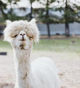 Őrségi Patakparti Alpaka Farm