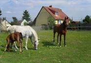 Rózsakert Apartman Szakony