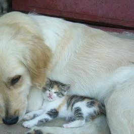 Rózsakert Apartman Szakony - Egyéb