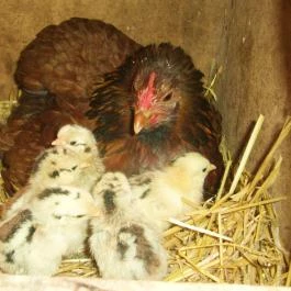 Rózsakert Apartman Szakony - Egyéb