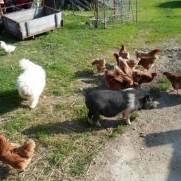 Rózsakert Apartman Szakony - Egyéb