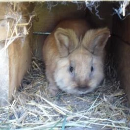 Rózsakert Apartman Szakony - Egyéb