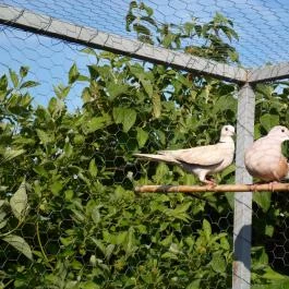 Rózsakert Apartman Szakony - Egyéb