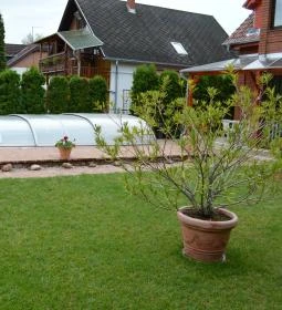 Lajos Medencés Apartmanház