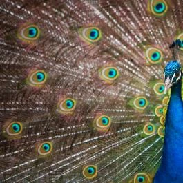 Szarvasi Arborétum Szarvas - Egyéb