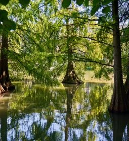 5. legjobb látnivaló: Szarvasi mocsárciprusok