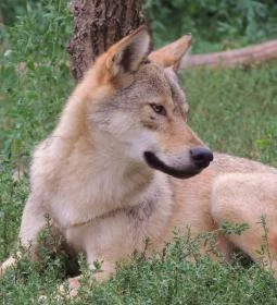 5. legjobb látnivaló: Körösvölgyi Állatpark