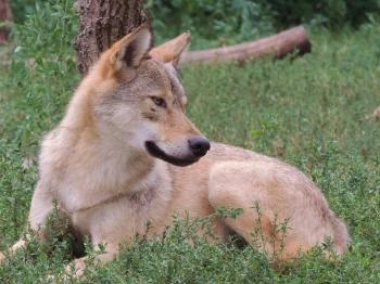 Körösvölgyi Állatpark Szarvas