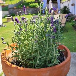 Kiskilenc Vendégház Szarvaskő - Medence/kert