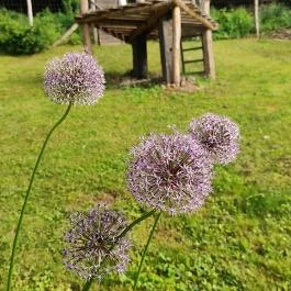Kiskilenc Vendégház Szarvaskő - Medence/kert