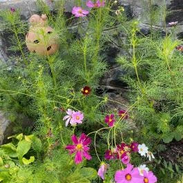 Kiskilenc Vendégház Szarvaskő - Medence/kert