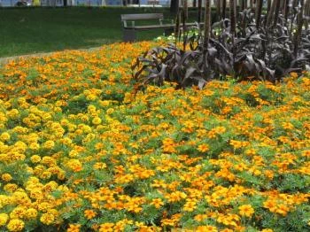 Dugonics tér Szeged