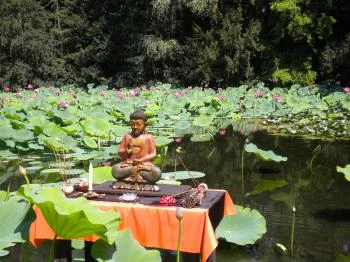 Szegedi Tudományegyetem Füvészkertjének Japánkertje Szeged