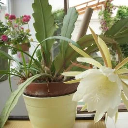 Garden 39 Vendégház Szeged - Egyéb