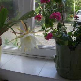 Garden 39 Vendégház Szeged - Egyéb